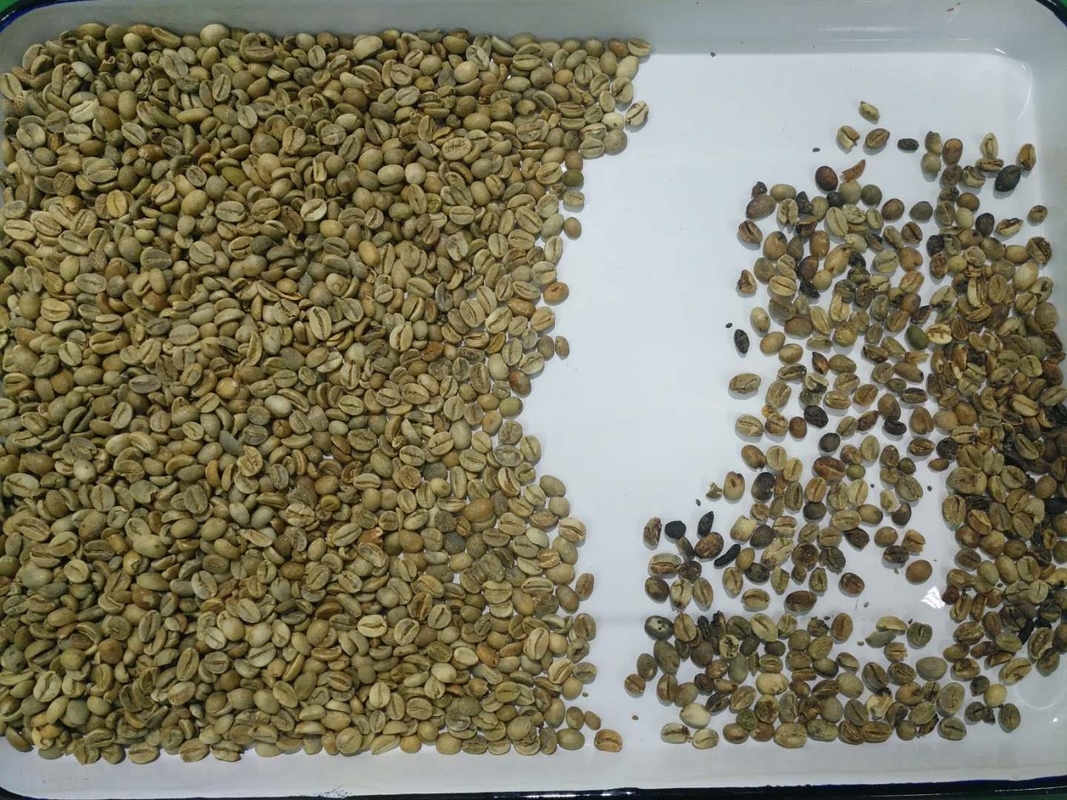 RGB Camera CCD Beans Color Sorter 10 Chutes 640 Channels