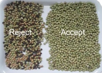 واي فاي نظام التحكم عن بعد Wenyao Beans ذكي شهادة CE فارز الآلي