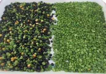 الذرة الجوز والحمص الفول السوداني الزيتون اللون فاصل آلة فرز لون الجوز المحمص الهيل