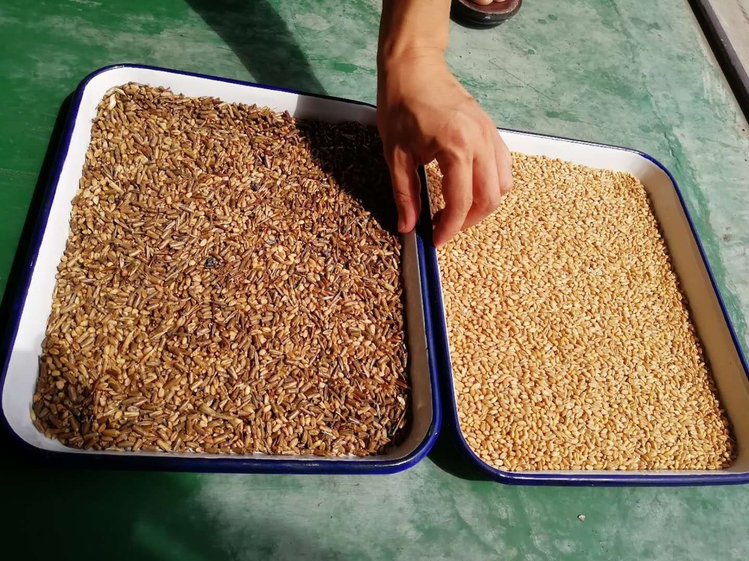 آلة تصنيف الألوان عالية الدقة الذكية Wenyao آلة تصنيف ألوان الأرز / الحبوب للمنتجات الزراعية