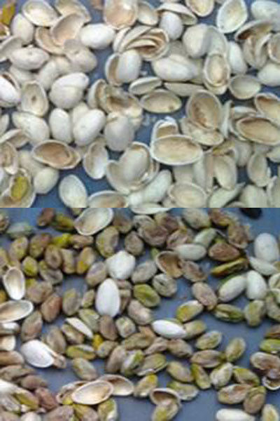 آلة تصنيف حبوب القهوة الآلية من الصين