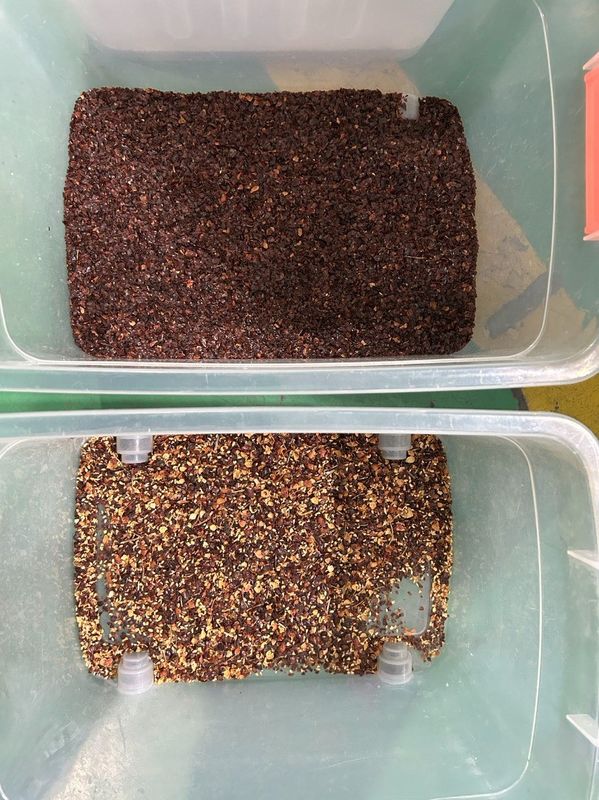 آلة تصنيف حبوب القهوة الآلية من الصين