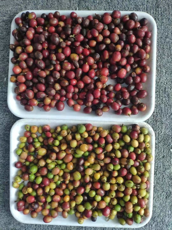 مصفف الألوان الضوئية الحزام المصغرة للكهوف التوت استخدام لشراب القهوة المصنع