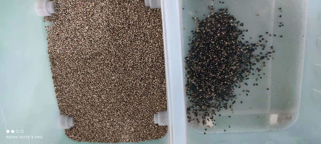 كرة القهوة الكرز فول الصويا CCD البذور المصغرة آلة تصنيف الألوان آلة تصنيف ألوان الحبوب