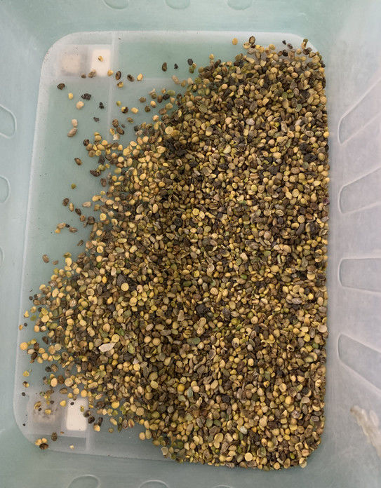 آلة فرز الألوان الأوتوماتيكية بالكامل من وينياو بثلاثة مسارات لفول الصويا وفول الكلى العريض