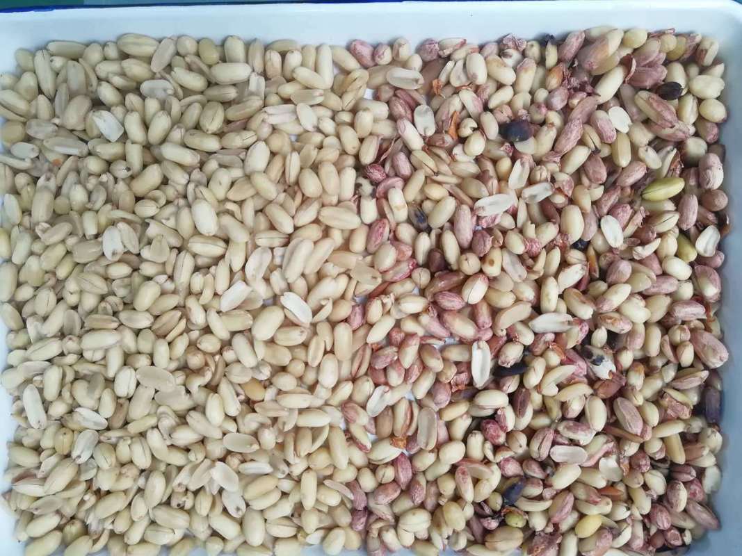 آلة فرز الألوان الاحترافية للفول السوداني، تقشير الفول السوداني، آلة فرز الألوان CCD