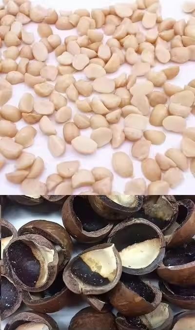 الكاميرا CCD الدقيقة آلة فرز ألوان مكادامياء