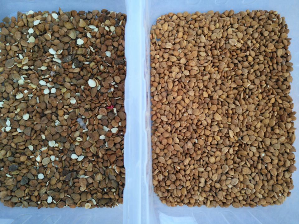 Wenyao متعدد الوظائف بالألوان الكاملة كاميرا CCD لون الفرز آلة اللوز الجوز اللون فارز