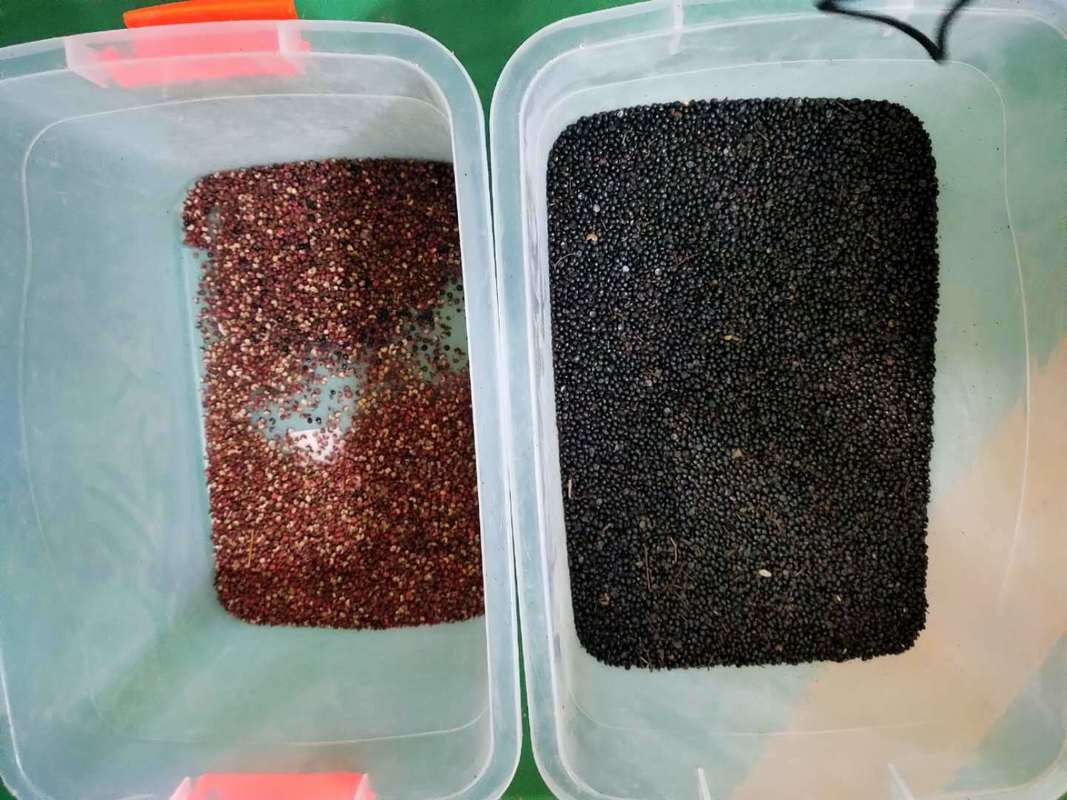 آلة فرز الألوان التلقائية للفلفل الأسود من وينياو لفرز البذور والفاصوليا عالية الدقة