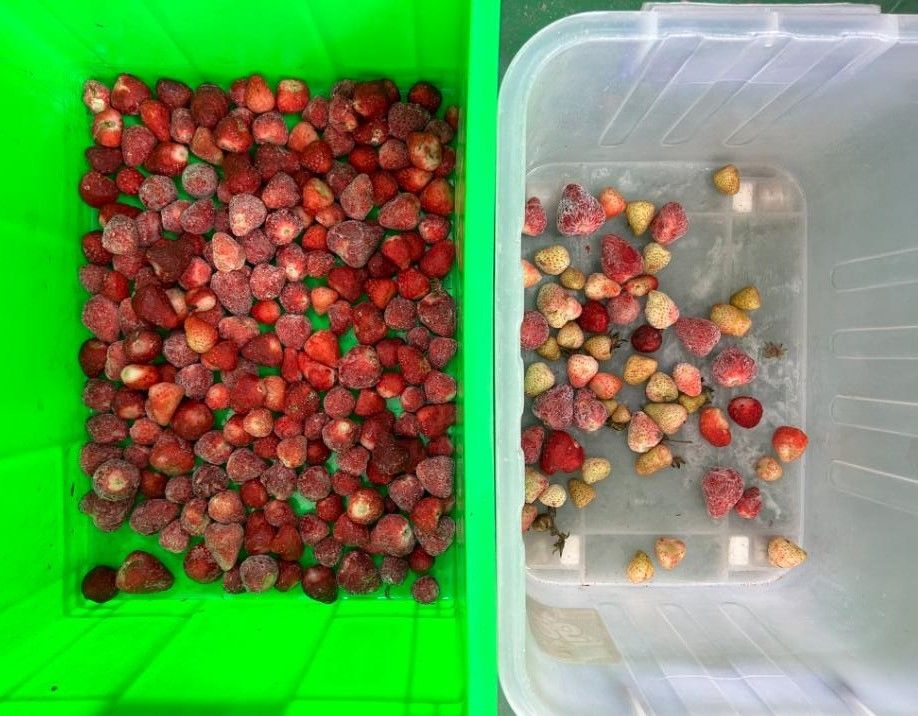 آلة فرز الألوان الذكية للبن البصري، آلة فرز البطاطا الصغيرة، آلة فرز التوت الأزرق