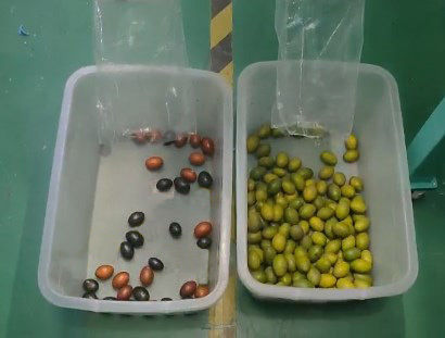 آلة فرز الألوان الذكية للبن البصري، آلة فرز البطاطا الصغيرة، آلة فرز التوت الأزرق