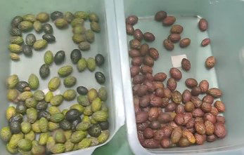 آلة فرز الألوان الذكية للبن البصري، آلة فرز البطاطا الصغيرة، آلة فرز التوت الأزرق