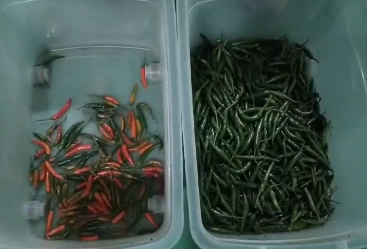 سعر جيد بصري بصري ذكي آلة تصنيف الفلفل المعدني الفحم الوقود تصنيف اللون