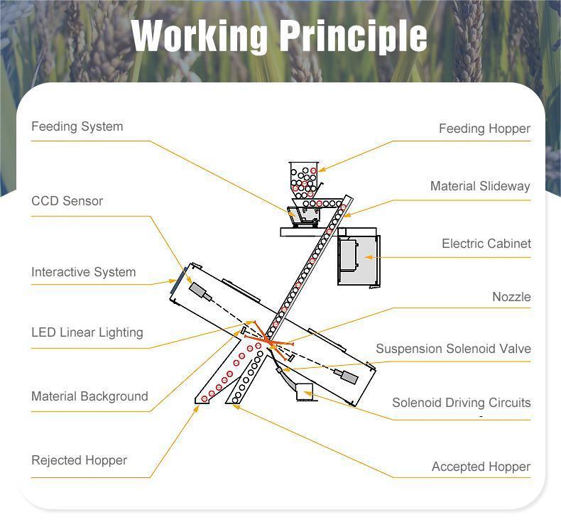 WENYAO أجهزة التشغيل المستقر التنظيف الذاتي لمصانع فرز الحبوب