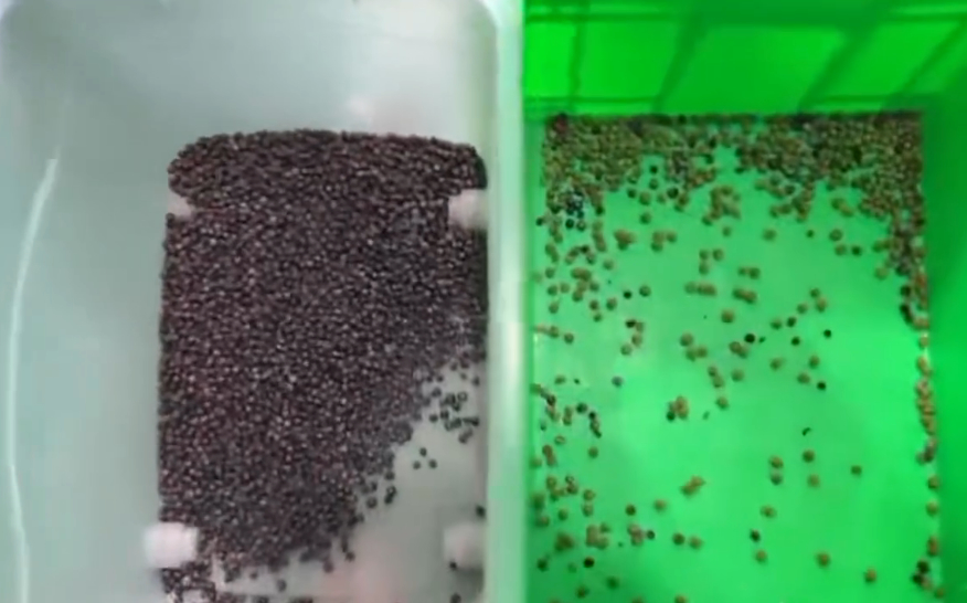 600mm Belt Width High Capacity Juniper Color Sorter Dried Mulberries Blueberry Grain Color Sorting Machine