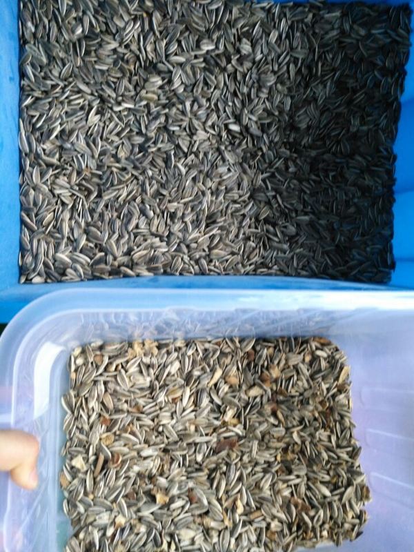 جهاز تحكم عن بعد لـ (ويانيو واي فاي) بذور عباد الشمس وذور اليقطين مع ضمان لمدة عامين و صمام الكهربائي للتجهيز الصناعي