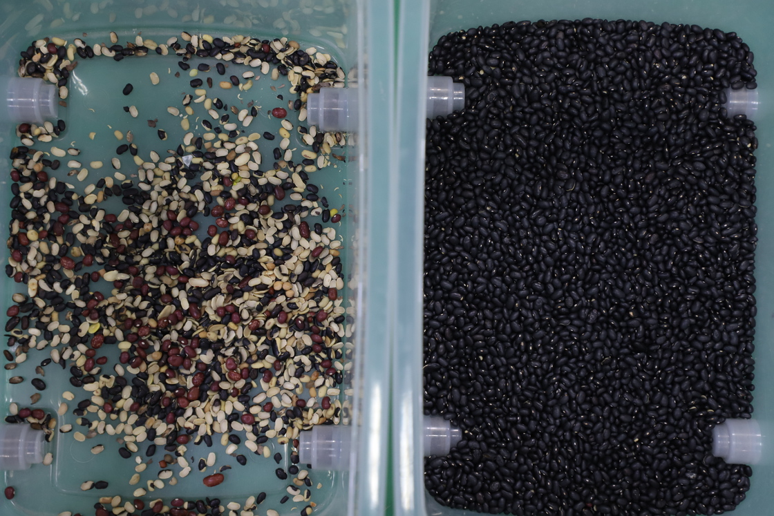 وينيو (WENYAO) آلة تصنيف لون فول الصويا ذات قدرة عالية