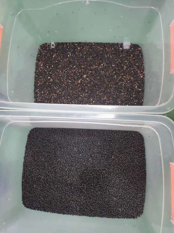 مبيعات المصنع 320 قناة فارز ألوان CCD مع دقة فرز 99.99% وهيكل من الفولاذ المقاوم للصدأ 304