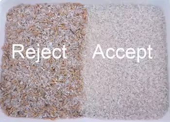 آلة فرز الأرز المسلوق على البخار باللون الأصفر بـ 5 مصارف - آلة فصل الذرة الرفيعة - فارز ألوان القمح