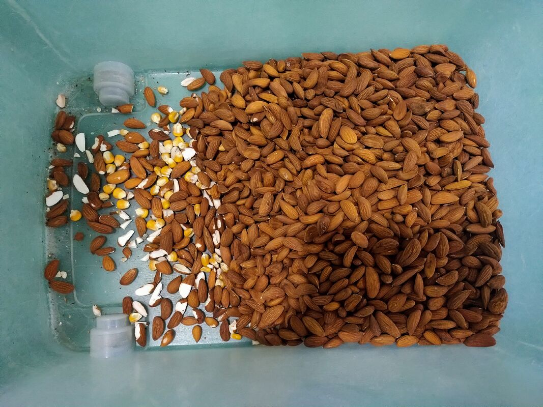 Wenyao 5 Chute Top Quality Color Sorter Fast Delivery Large Capacity Nut Raisin Color Sorting Machine for Fresh and Dried Fruit