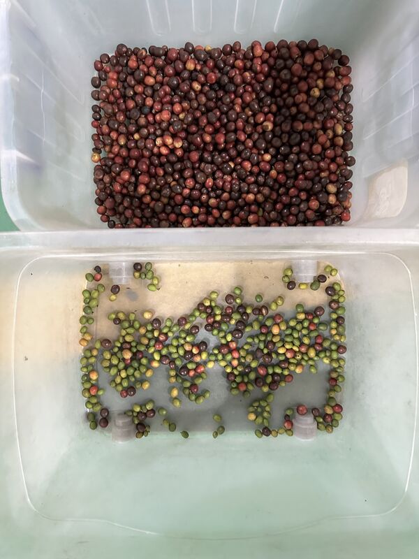 Wenyao 2025 Newest Two Belt Wide Low Speed Anti-breakage Strawberry Blueberry Color Sorter Machine Automatic Coffee Cherry Color Sorting Machine