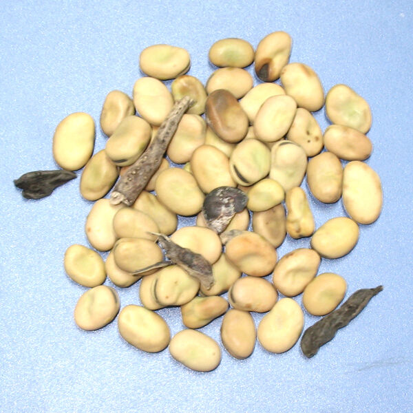 Wenyao CE Certified High Speed Color Sorter Chinese Manufacturers Optical Sorter Supplier Broad Bean Color Sorter Machine