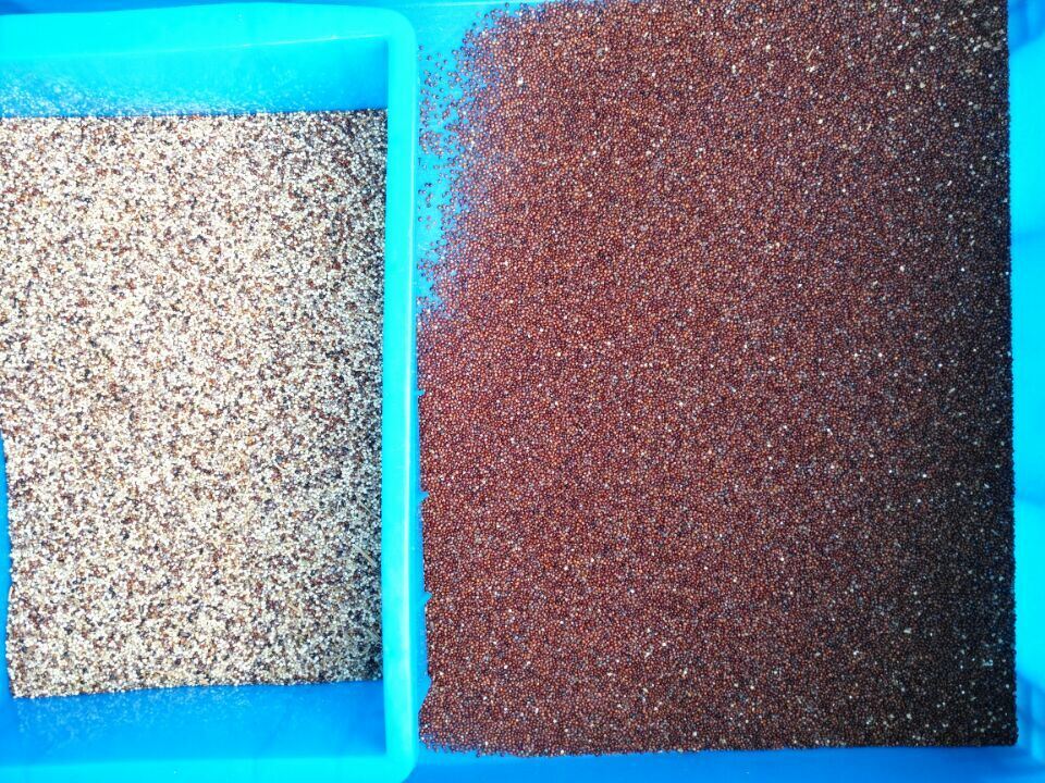 وينيو سي سي دي عالية السرعة حبة تصنيف لون للفاصوليا والفاصوليا الكثيرة حبة تصنيف آلة