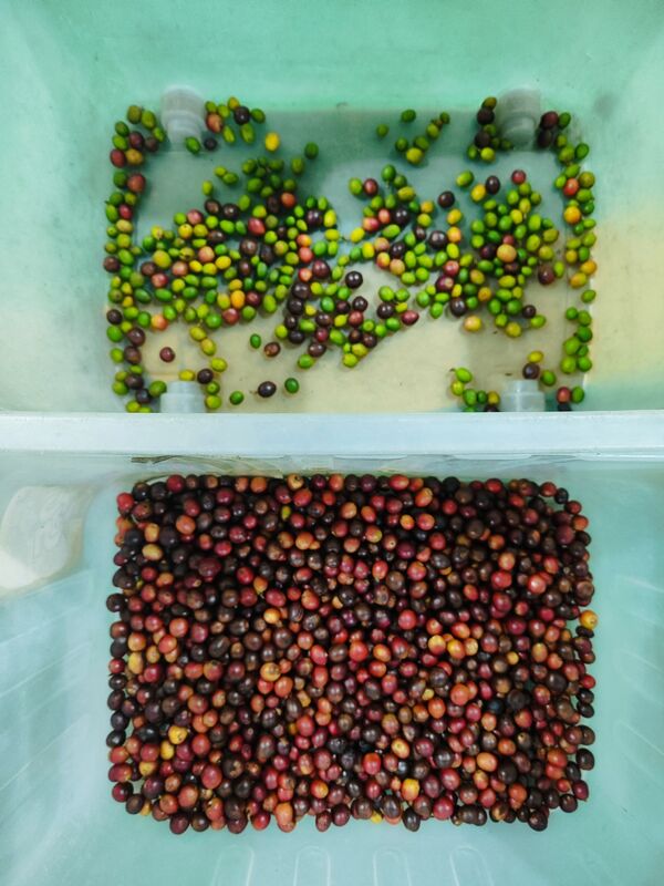 آلة فرز الألوان من توت العرعر وينياو ذات الحزام العريض من الفولاذ المقاوم للصدأ، لفرز ألوان التوت الأزرق والفراولة والتوت الأحمر، بسعر المصنع مع شهادة CE، جهاز تحكم عن بعد