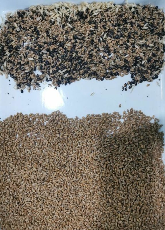 نظام الذكاء الاصطناعي سهل التشغيل من وينياو لفرز ألوان القمح المدمج لأداء متين