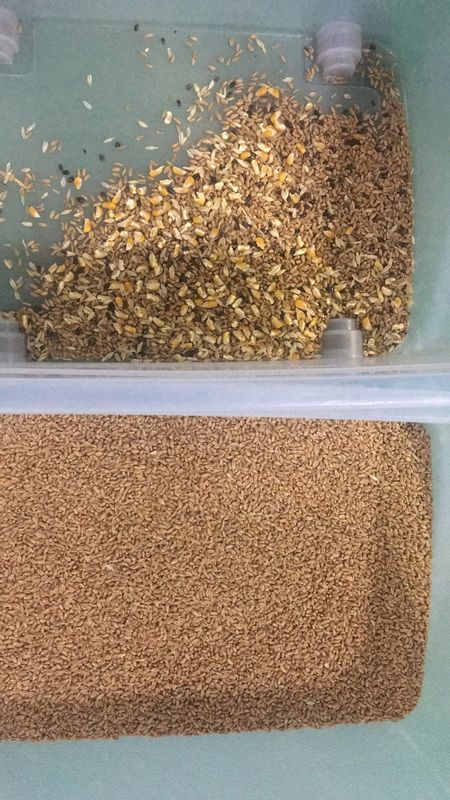 ماكينات مزرعة وينياو مصنعة تصنيف ضوئي مصنع تصنيف لون القمح