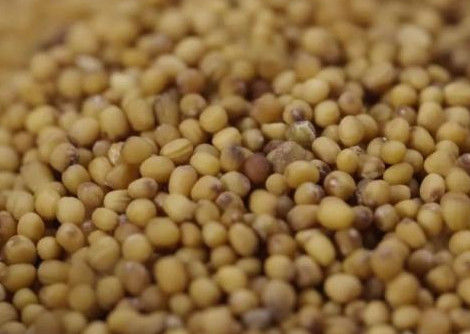 WENYAO عالية الدقة آلة فرز حبوب القمح والذرة ذات السعة القصوى