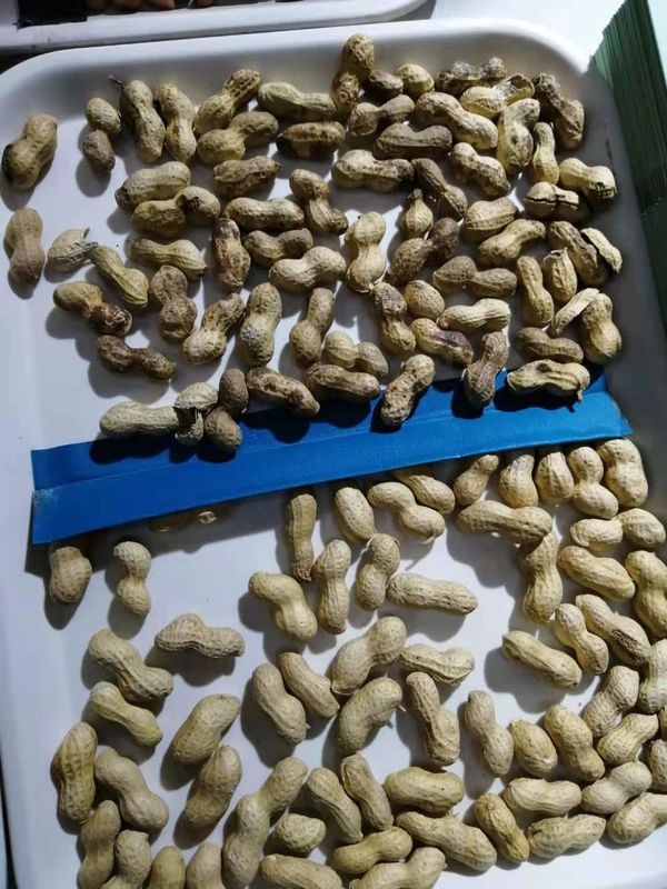 فارز لون المكسرات الأفقية من نوع الحزام الصغير من الصين