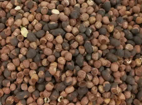 عالية الإنتاجية لوتس بذور لون فارز كاميرا CCD 512 قناة