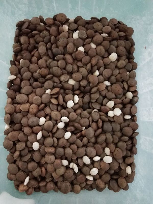 7T / h 7 Chute Sacha Inchi Color Sorter نظام معالجة الصور المتقدم