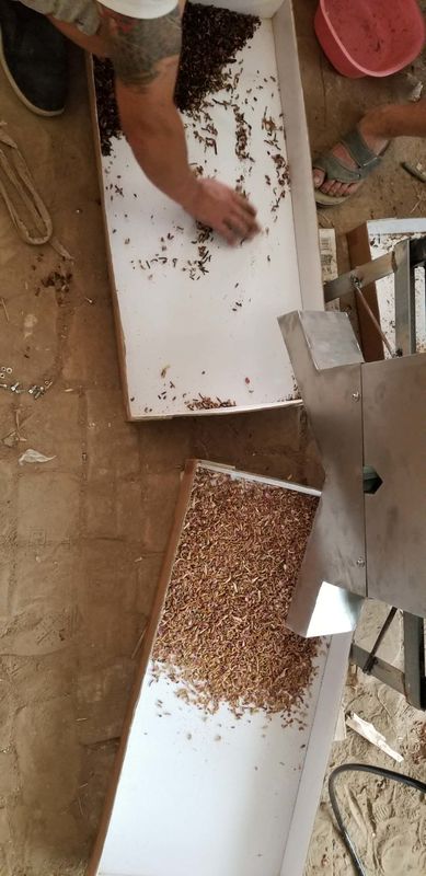 آلة فرز الألوان متعددة الوظائف 220 فولت 50 هرتز ، آلة فرز دودة الطحالب الصفراء