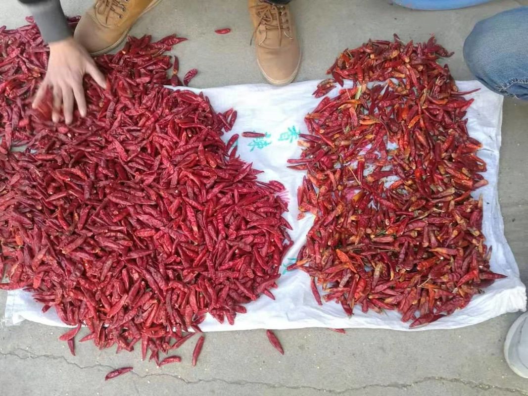 WENYAO الفولاذ المقاوم للصدأ 304 طعام فول الصفائح الفصل فول مراقبة الجودة تصنيف اللون لصف الفول الأحمر