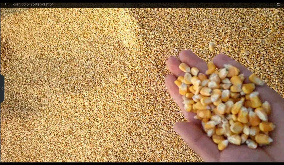 عملية سهلة ، فارز ألوان الحبوب الأوتوماتيكي بالكامل مع الذكاء الاصطناعي
