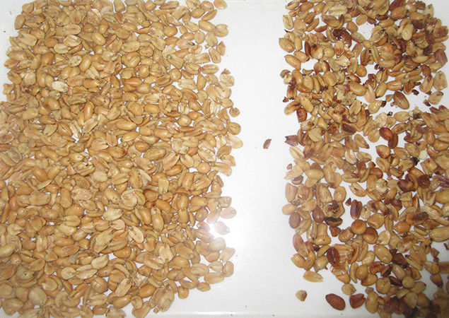 WENYAO CCD Camera Enabled High-Speed Sorting for Peanut Production Optical Sorter