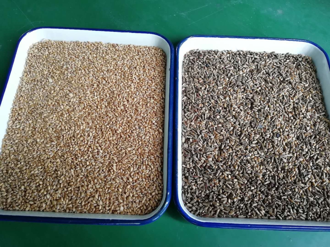 WENYAO CCD Optical Rice Grain Wheat Color Sorter ضمان لمدة عامين
