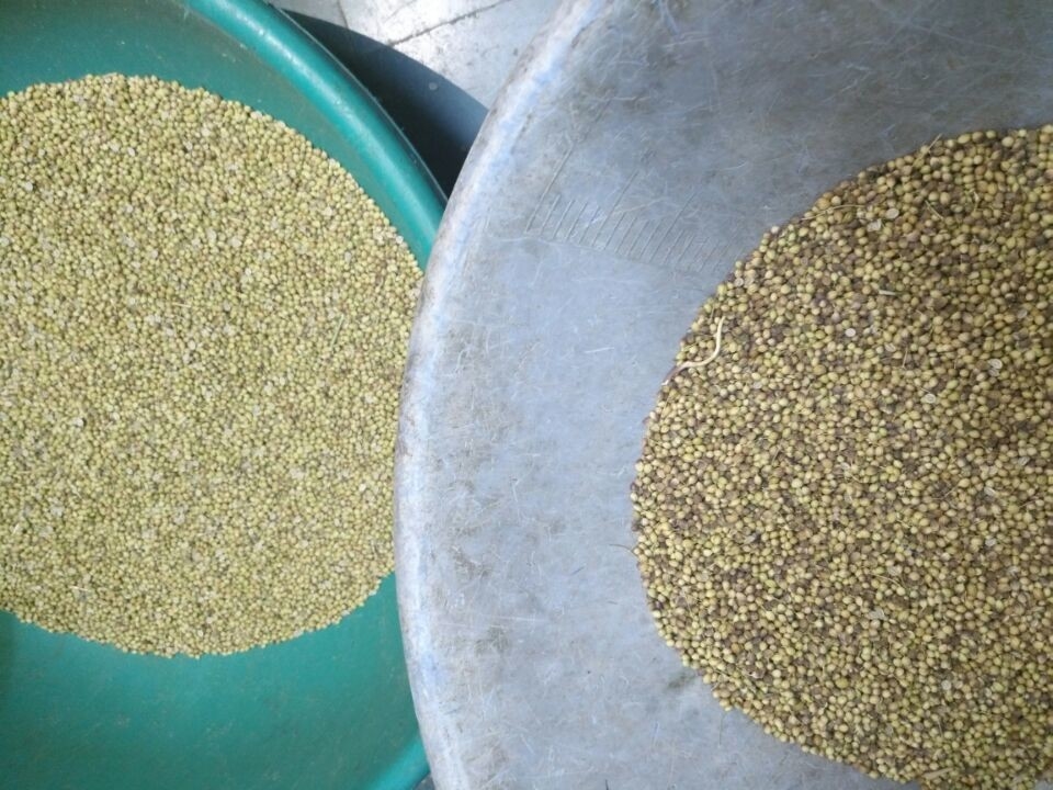 320 قناة 2-6T / H صبيب كاميرا CCD آلة فرز القمح الضوئية