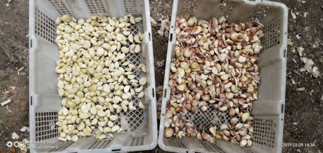 5400 بكسل عالية الدقة CCD ثمر الورد الكرز آلة الفرز واي فاي جهاز التحكم عن بعد