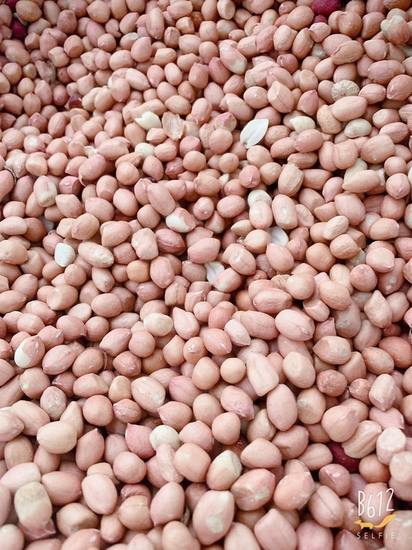 WENYAO CCD LED أضواء المكسرات آلة فارز لون الفول السوداني لمصنع الغذاء
