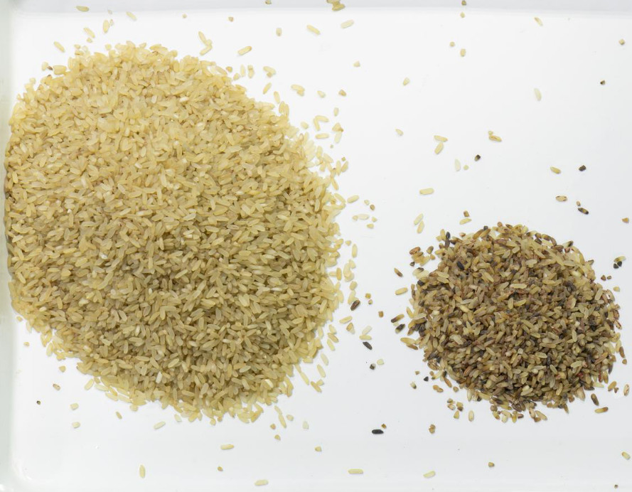 WENYAO CCD Optical Rice Grain Wheat Color Sorter ضمان لمدة عامين