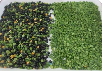 ويناو آلات معالجة المحاصيل الزراعية جهاز تصنيف الألوان البصرية للعدس 4