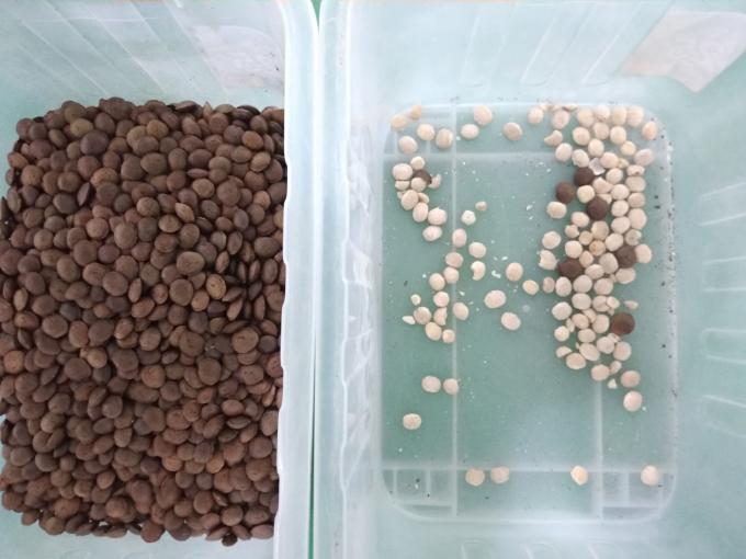 2025 مبيعات ساخنة السعر المصنع CCD نوع لون الجوز Macadamia المعدات الفصل الجوز مع CE 4