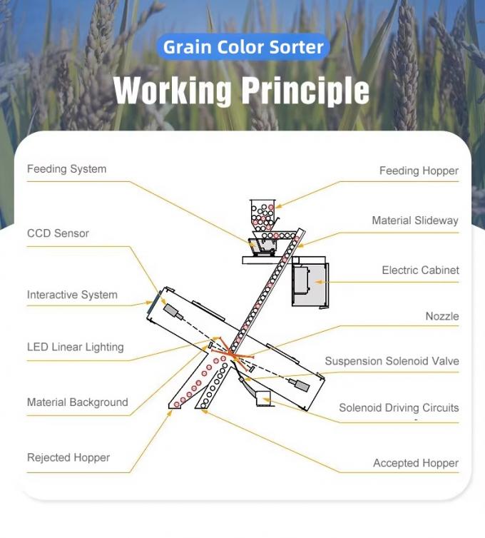 فانيو الصينية المصنع 7 أسلوب شوت تكنولوجيا عالية الحبوب السمسم آلة فرز لون 3