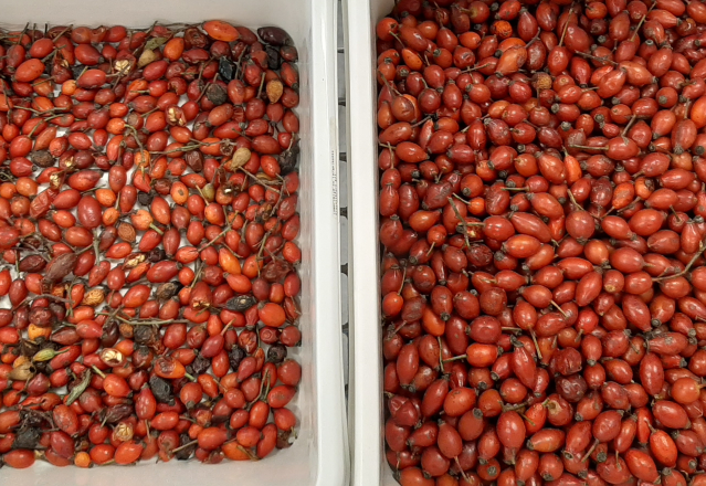 وينيو 2025 بيع الساخن بذور تصنيف كامل أوتوماتيكي بذور الشيا بذور الكتان آلة تصنيف لون 10