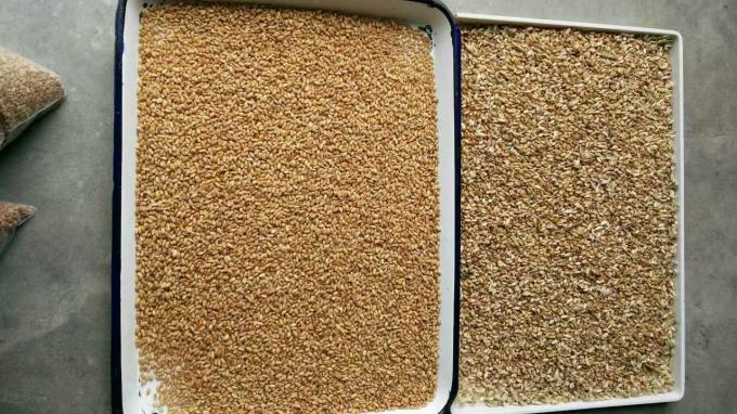 وينيو 2025 بيع الساخن بذور تصنيف كامل أوتوماتيكي بذور الشيا بذور الكتان آلة تصنيف لون 11