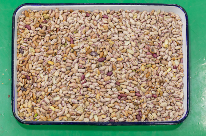 آلة فرز الألوان الأوتوماتيكية بالكامل من وينياو بثلاثة مسارات لفول الصويا وفول الكلى العريض 4