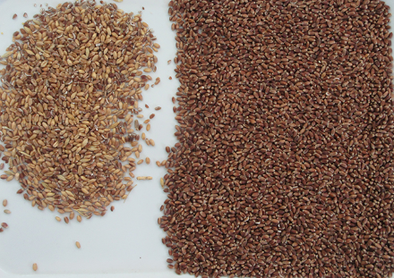 آلة فرز الألوان البصري للذرة والذرة الرفيعة والشيلم والكي Quinoa آلة فرز الألوان فرز الألوان عبر الإنترنت الشركة المصنعة 3